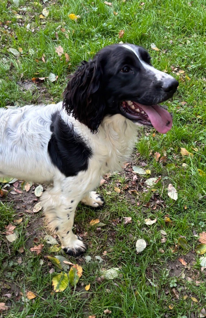 des Etangs de Dame Blanche - English Springer Spaniel - Portée née le 14/01/2025