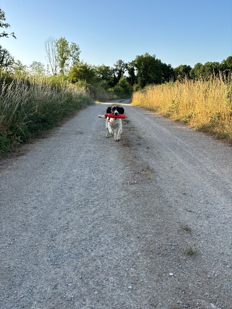 des Etangs de Dame Blanche - English Springer Spaniel - Portée née le 14/01/2025