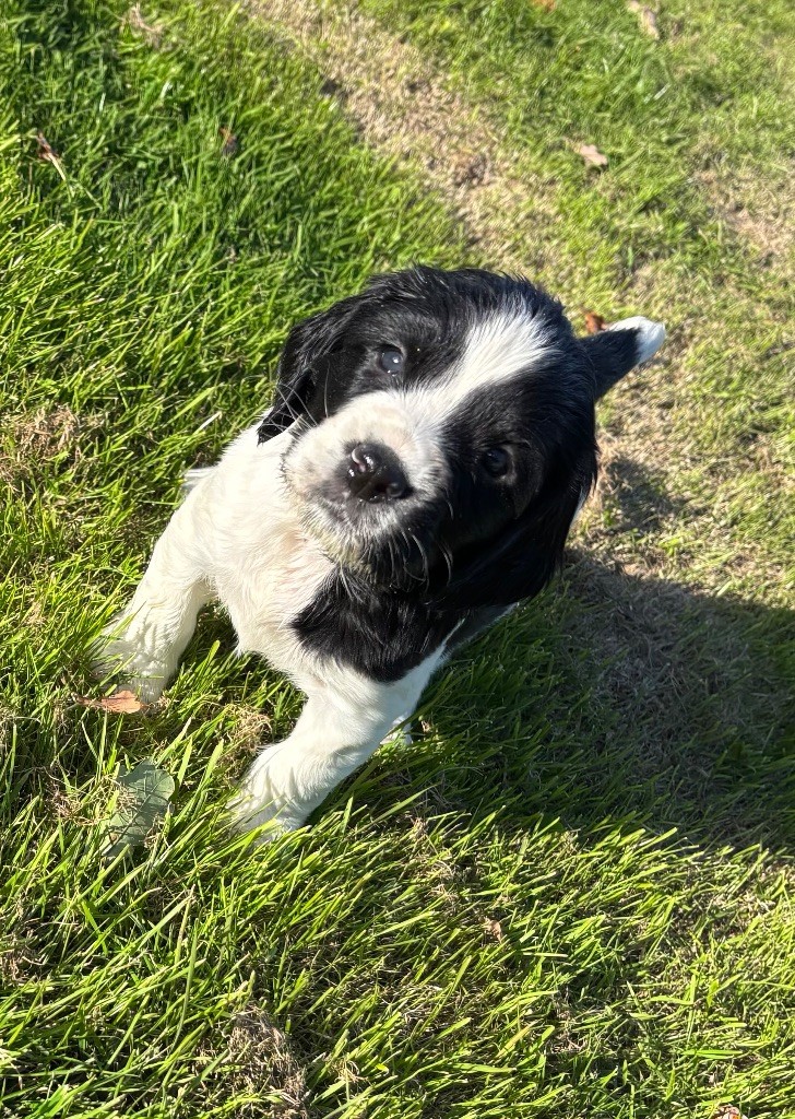 des Etangs de Dame Blanche - Chiots disponibles - English Springer Spaniel