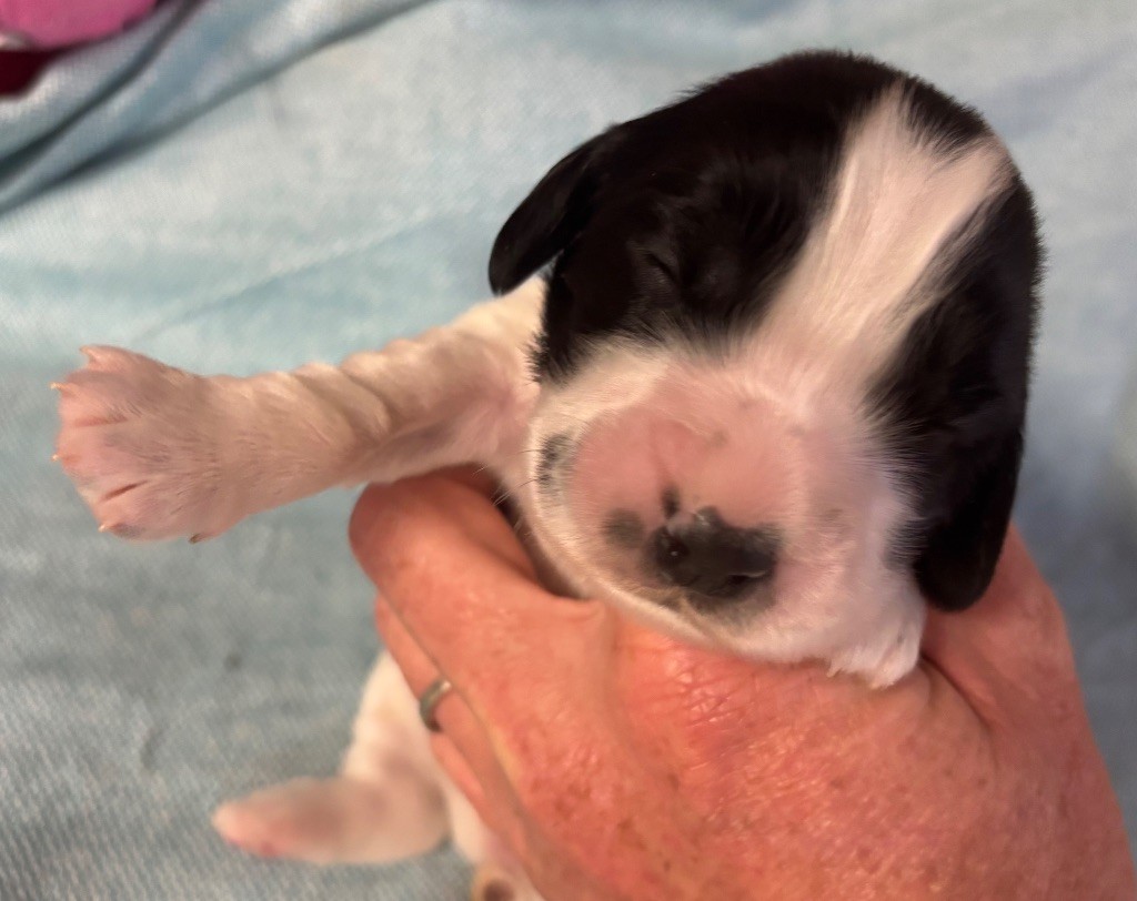 des Etangs de Dame Blanche - Chiots disponibles - Cocker Spaniel Anglais