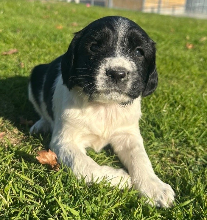 des Etangs de Dame Blanche - Chiots disponibles - English Springer Spaniel
