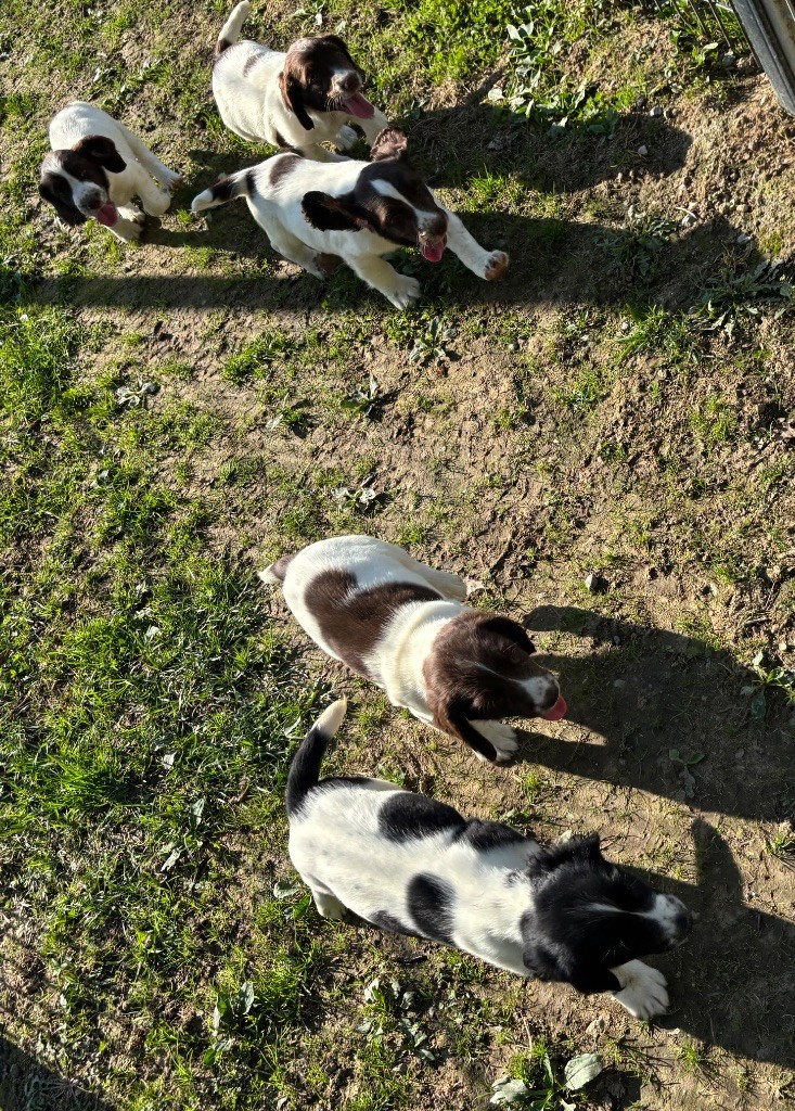 des Etangs de Dame Blanche - English Springer Spaniel - Portée née le 30/07/2025