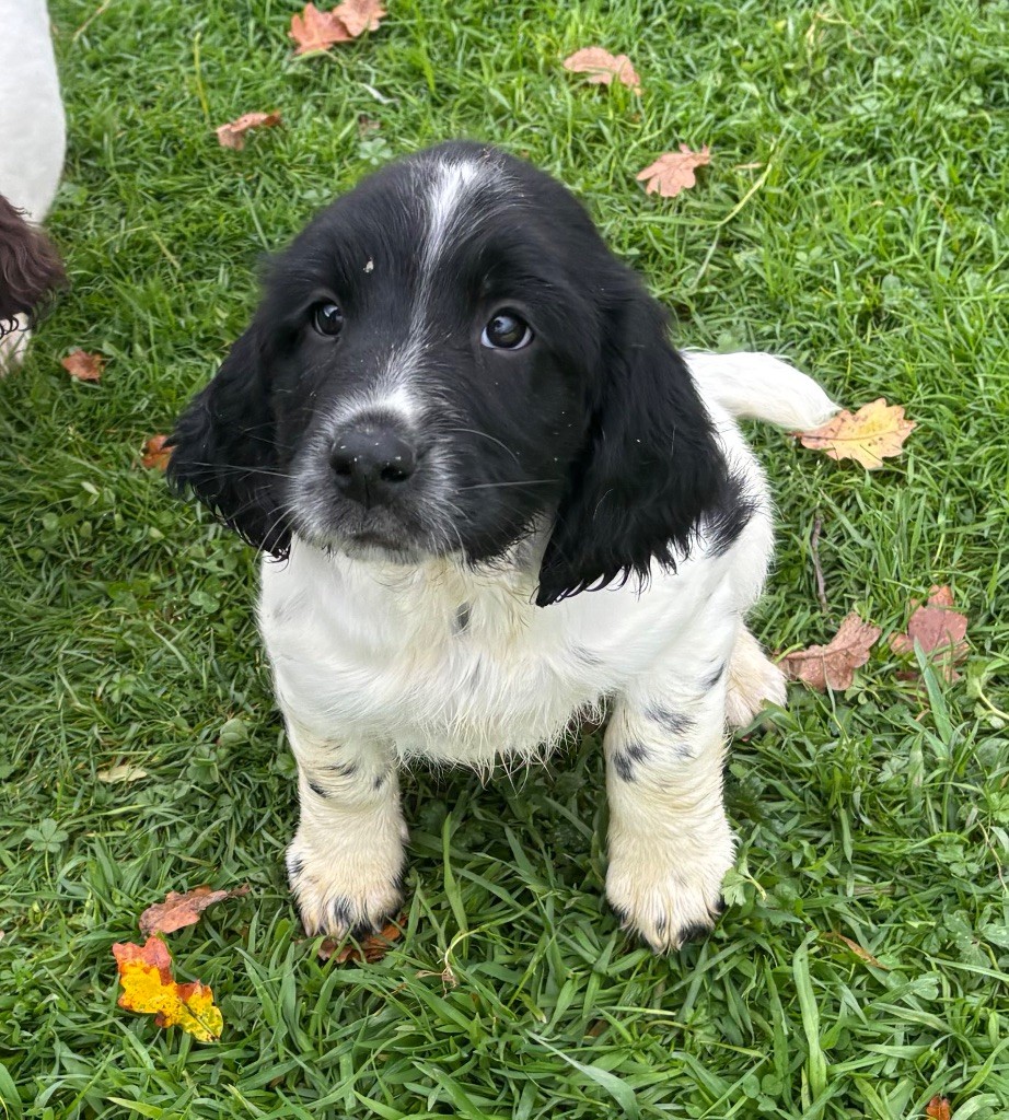 des Etangs de Dame Blanche - Chiots disponibles - English Springer Spaniel