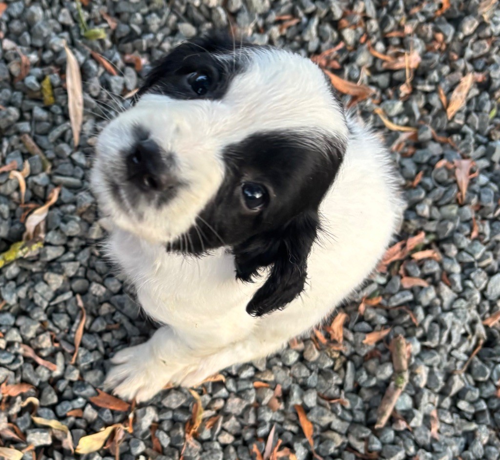 des Etangs de Dame Blanche - Chiots disponibles - English Springer Spaniel