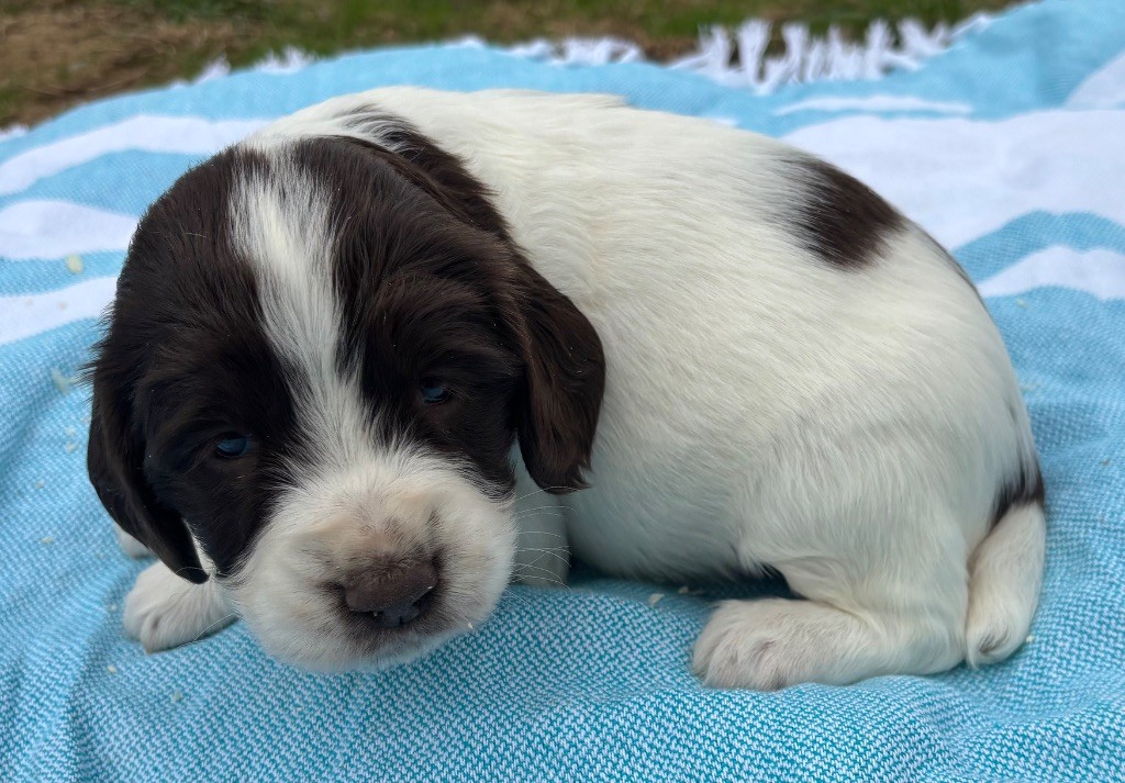 des Etangs de Dame Blanche - Chiots disponibles - English Springer Spaniel