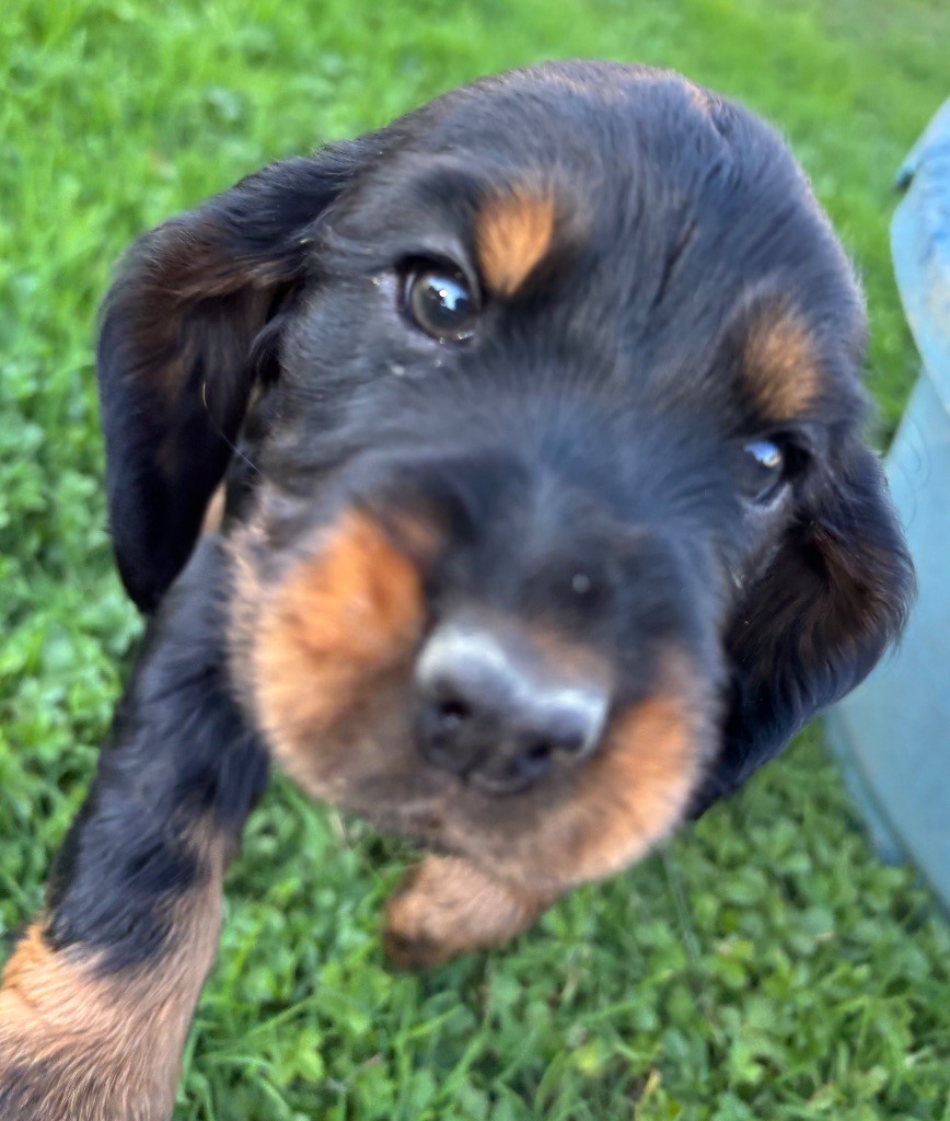 des Etangs de Dame Blanche - Chiots disponibles - Cocker Spaniel Anglais