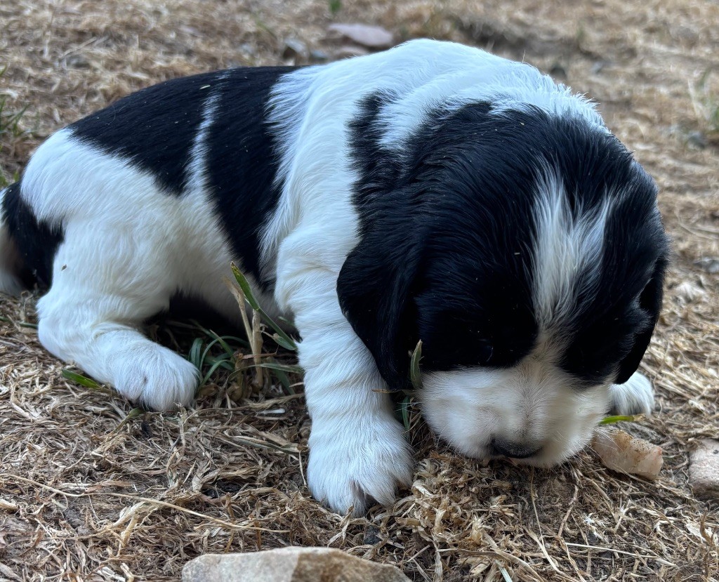 des Etangs de Dame Blanche - Chiots disponibles - Cocker Spaniel Anglais