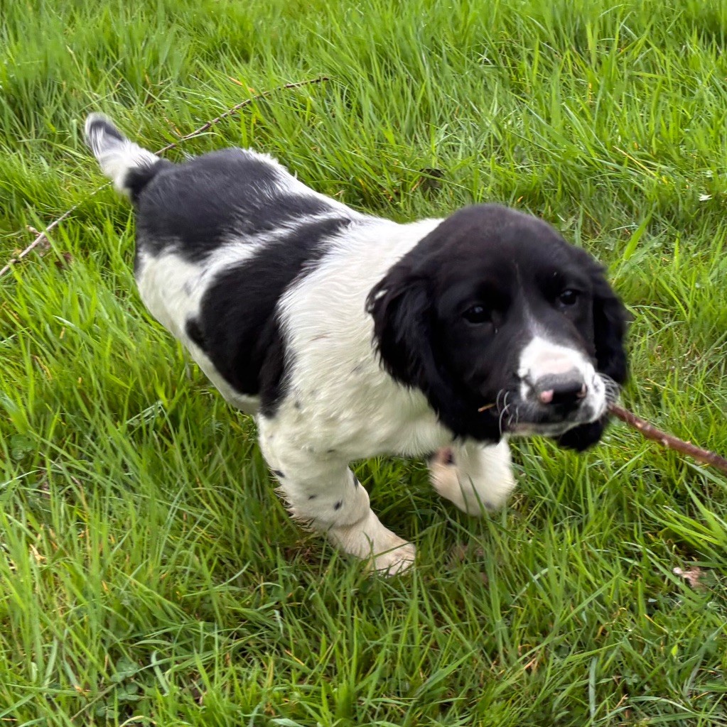 des Etangs de Dame Blanche - Chiots disponibles - English Springer Spaniel
