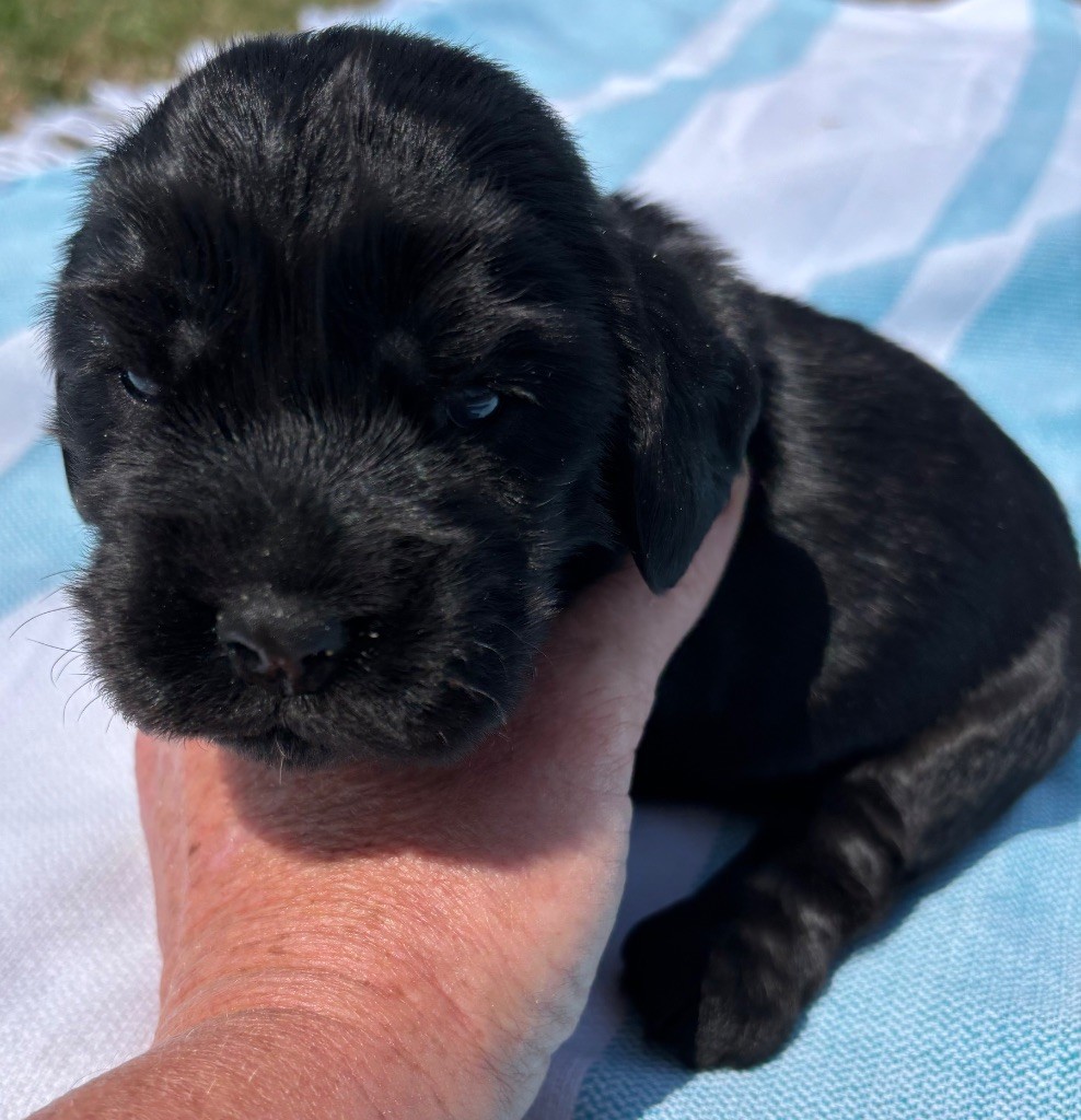 des Etangs de Dame Blanche - Chiots disponibles - Cocker Spaniel Anglais