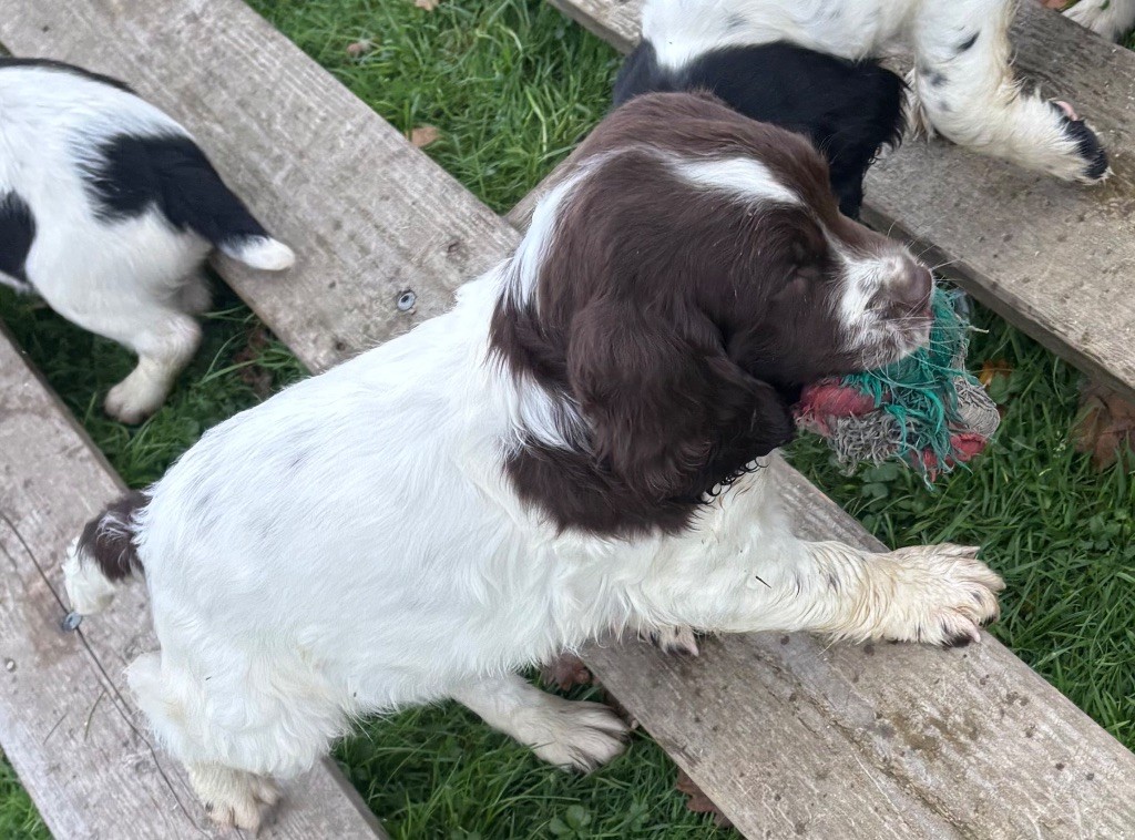 des Etangs de Dame Blanche - Chiots disponibles - English Springer Spaniel