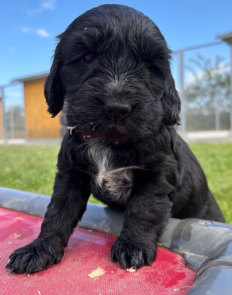 des Etangs de Dame Blanche - Chiots disponibles - Cocker Spaniel Anglais