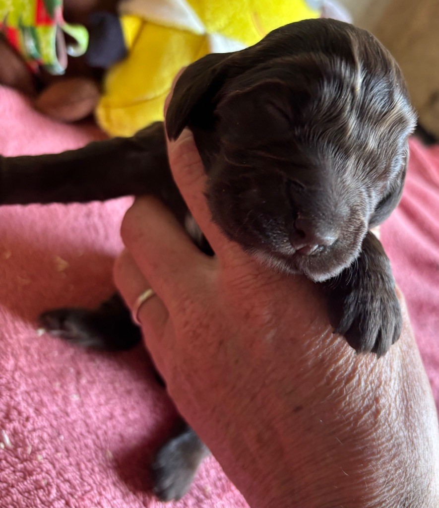 des Etangs de Dame Blanche - Chiots disponibles - Cocker Spaniel Anglais