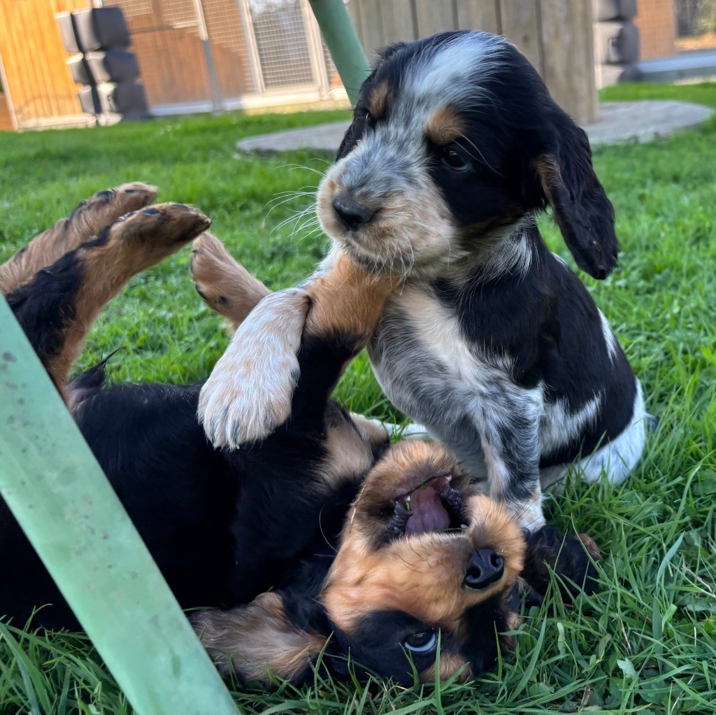 des Etangs de Dame Blanche - Chiots disponibles - Cocker Spaniel Anglais