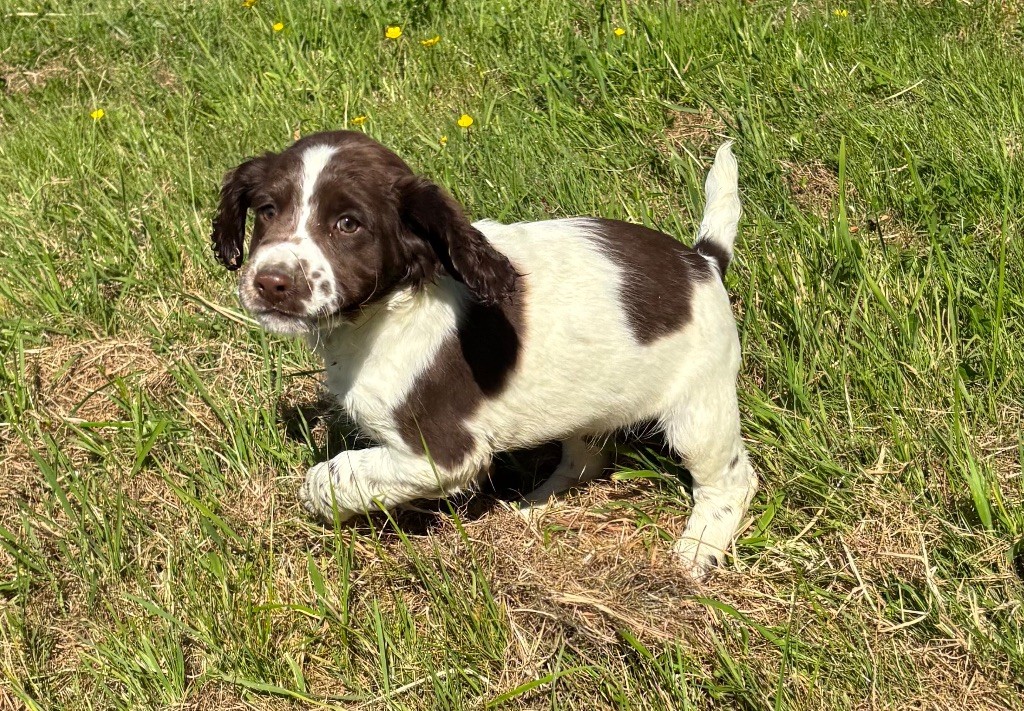 des Etangs de Dame Blanche - Chiots disponibles - English Springer Spaniel