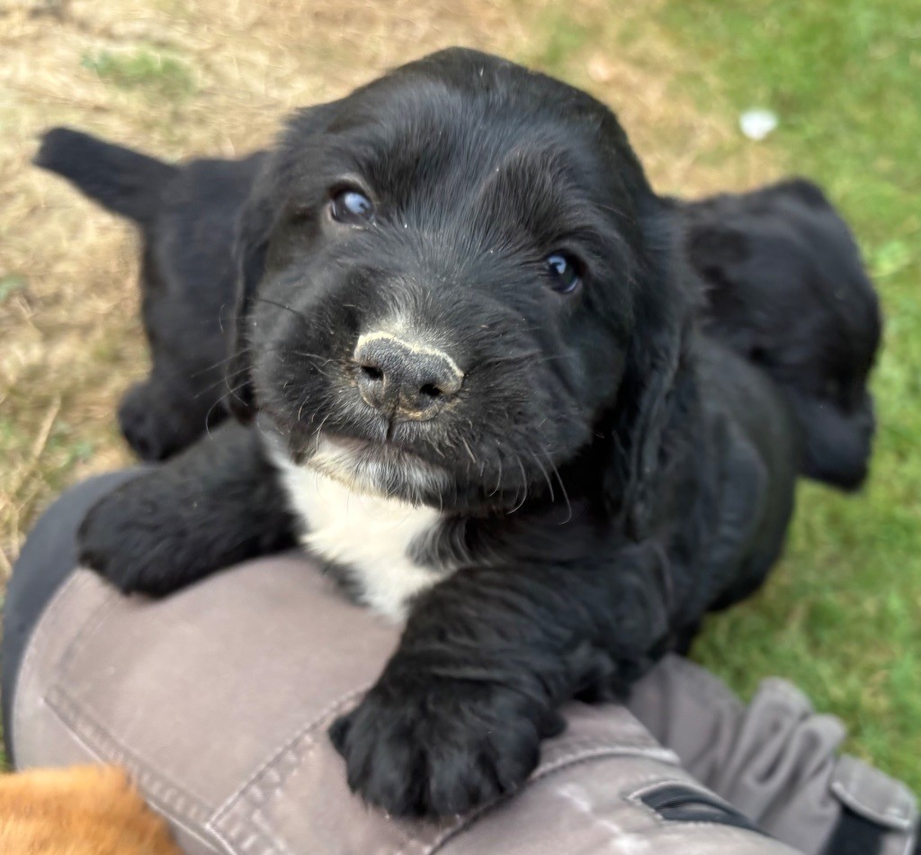 des Etangs de Dame Blanche - Chiots disponibles - Cocker Spaniel Anglais