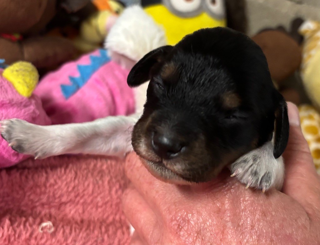 des Etangs de Dame Blanche - Chiots disponibles - Epagneul Breton