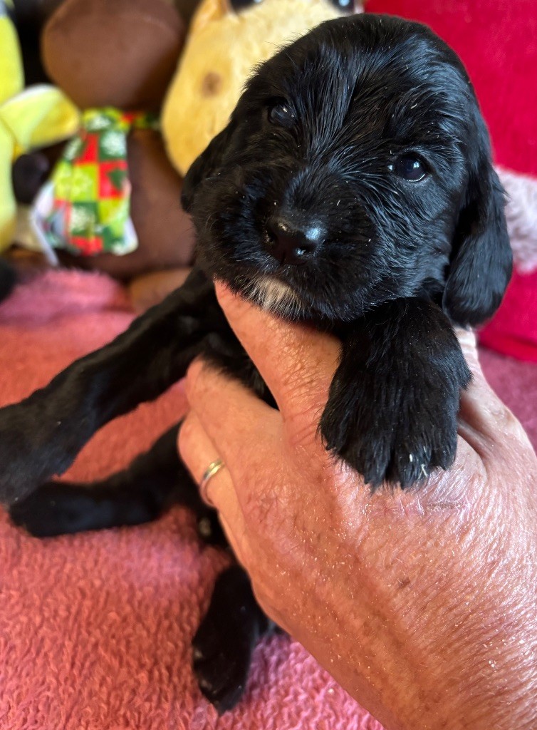 des Etangs de Dame Blanche - Chiots disponibles - Cocker Spaniel Anglais