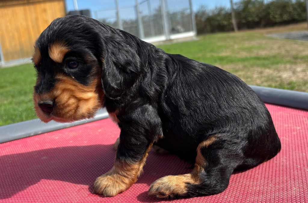 des Etangs de Dame Blanche - Chiots disponibles - Cocker Spaniel Anglais