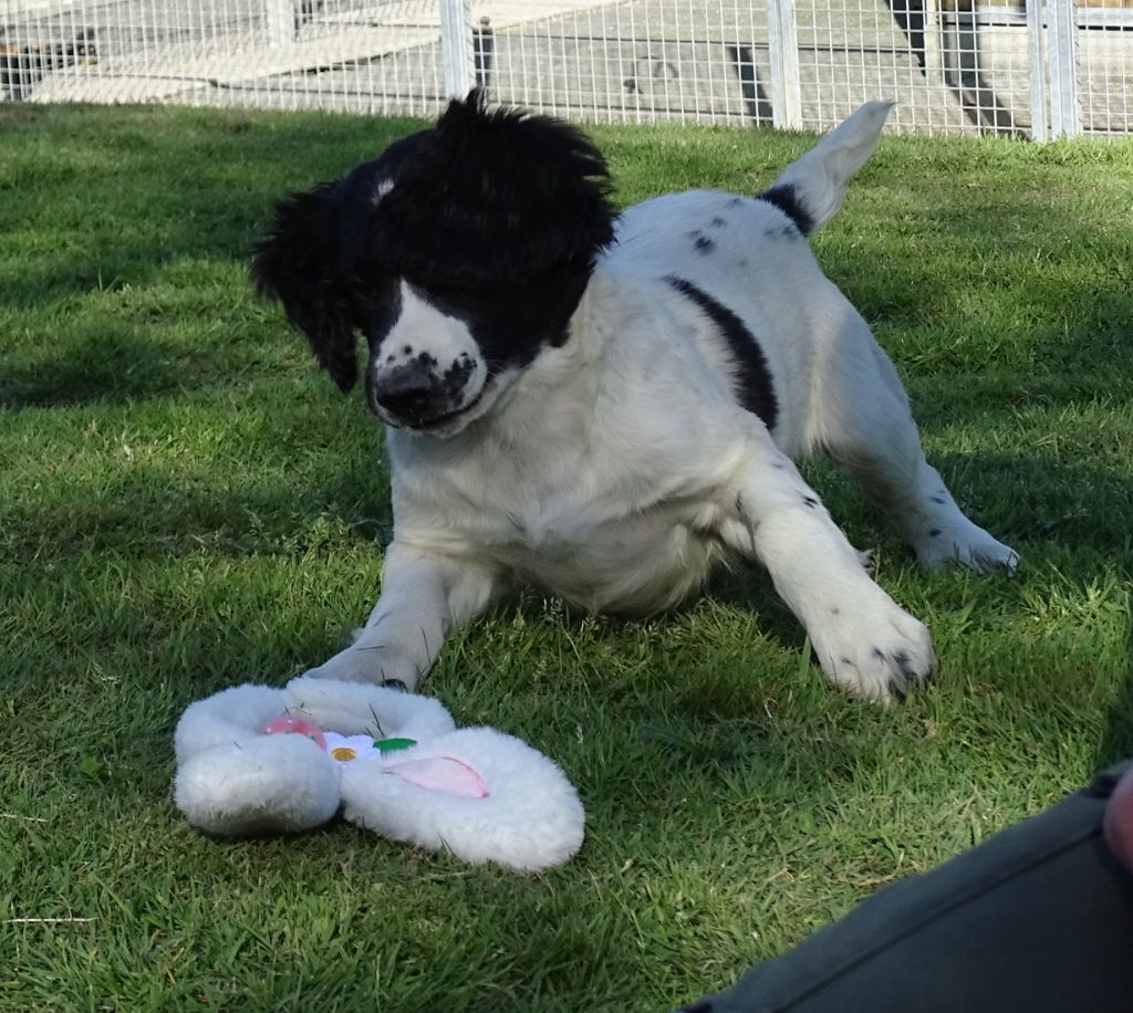 des Etangs de Dame Blanche - Chiots disponibles - English Springer Spaniel