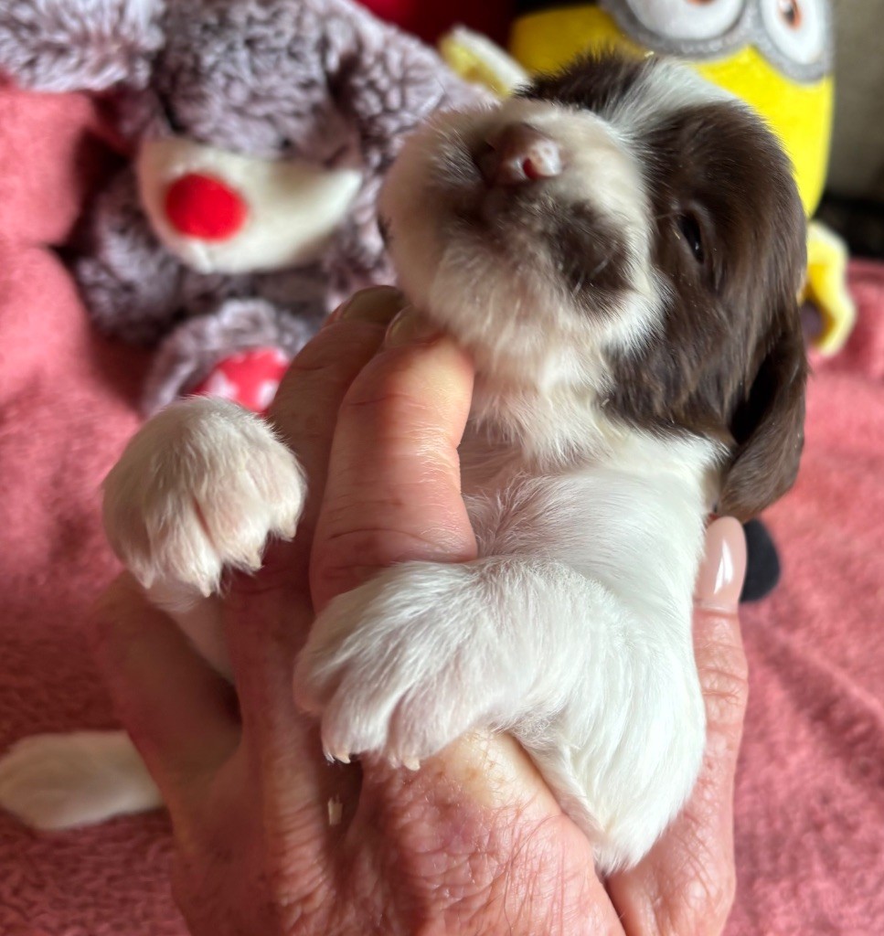 des Etangs de Dame Blanche - Chiots disponibles - English Springer Spaniel