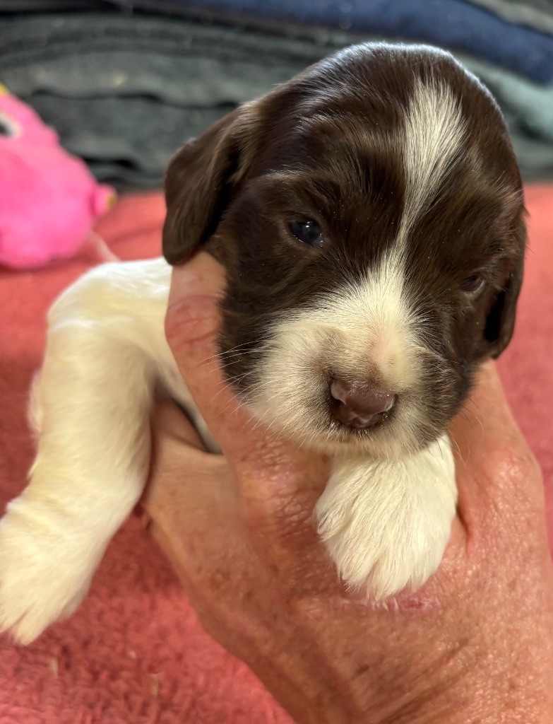 des Etangs de Dame Blanche - Chiots disponibles - English Springer Spaniel