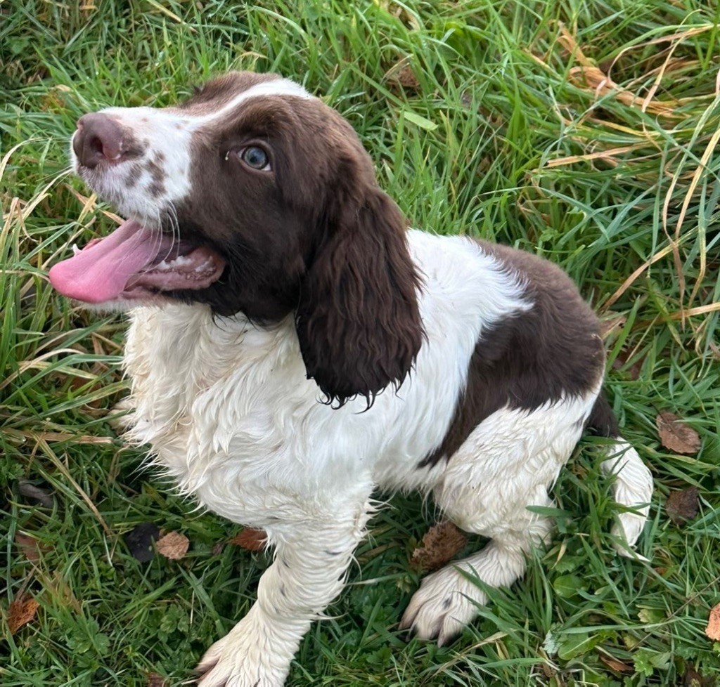 des Etangs de Dame Blanche - Chiots disponibles - English Springer Spaniel