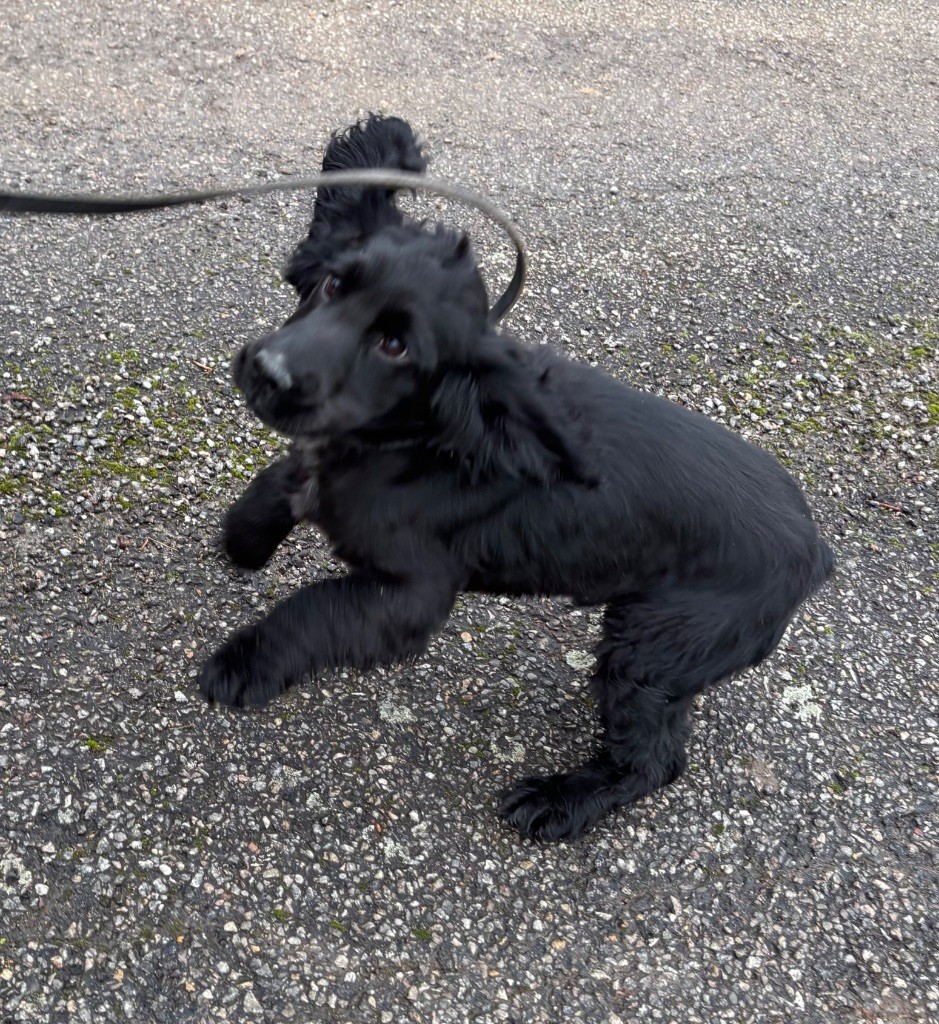 des Etangs de Dame Blanche - Cocker Spaniel Anglais - Portée née le 04/08/2025
