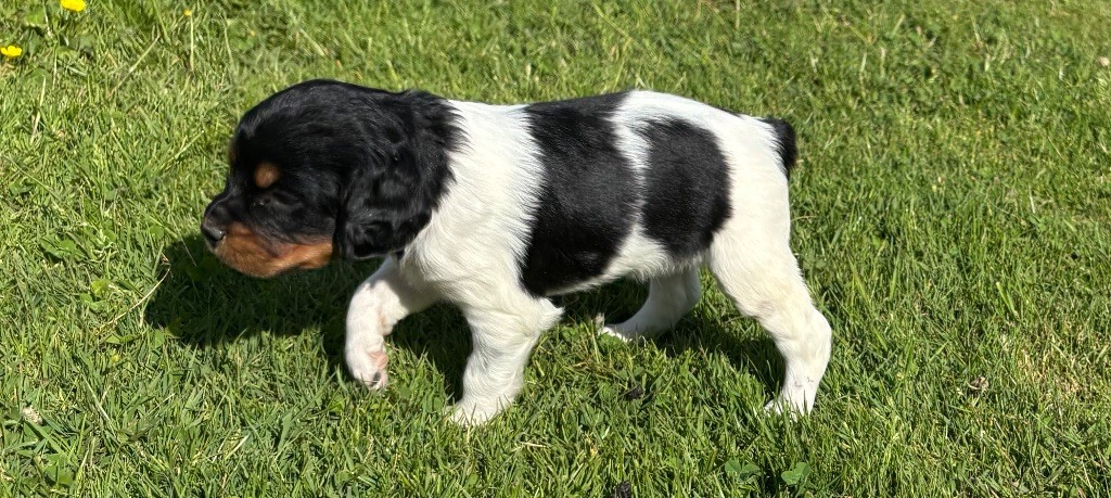 des Etangs de Dame Blanche - Chiots disponibles - Epagneul Breton
