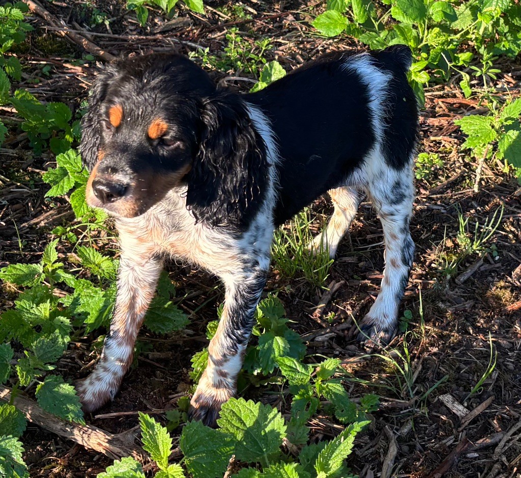 des Etangs de Dame Blanche - Chiots disponibles - Epagneul Breton