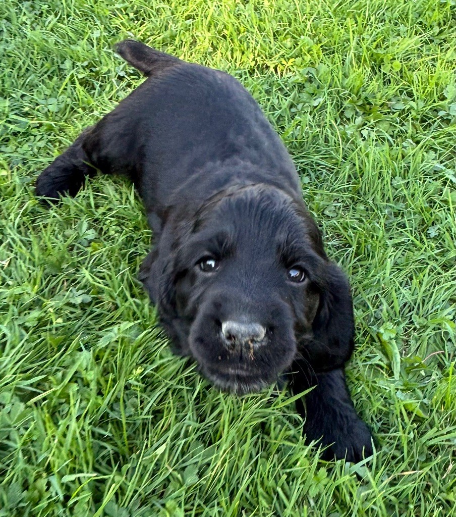 des Etangs de Dame Blanche - Chiots disponibles - Cocker Spaniel Anglais