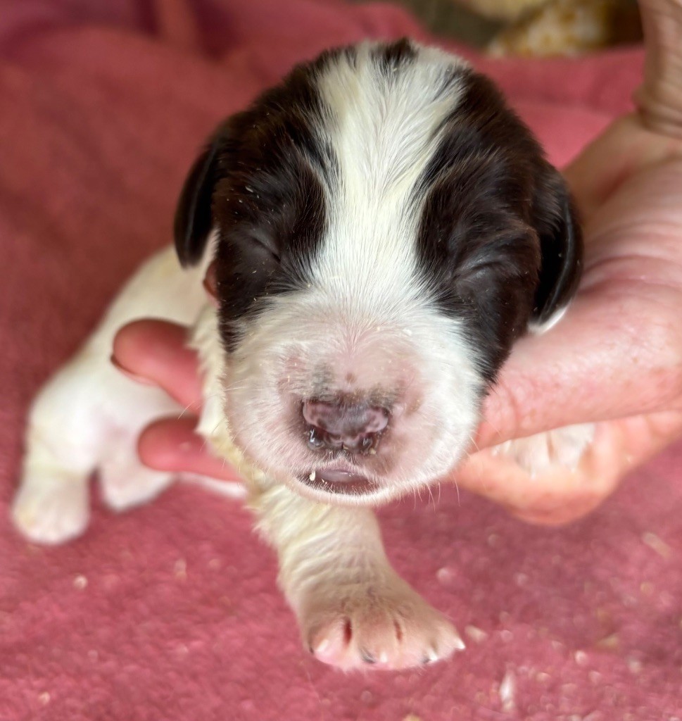 des Etangs de Dame Blanche - Chiots disponibles - English Springer Spaniel
