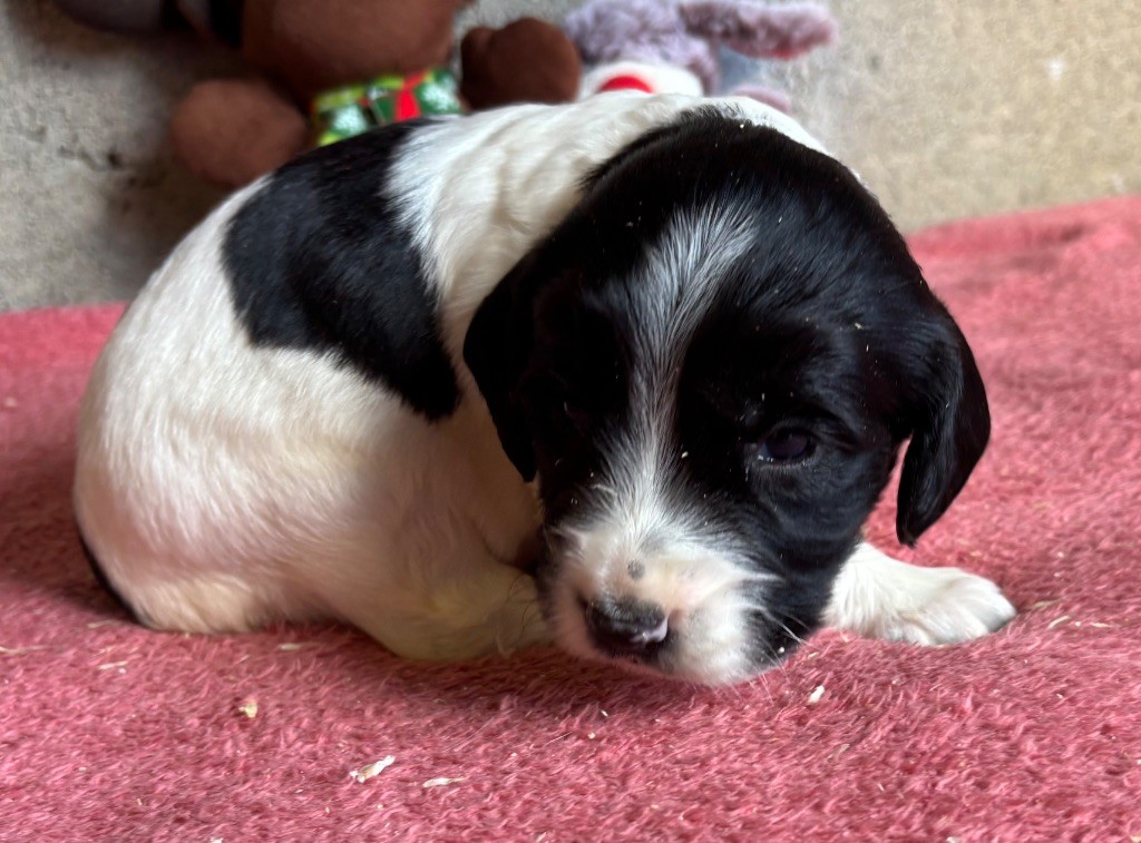 des Etangs de Dame Blanche - Chiots disponibles - English Springer Spaniel