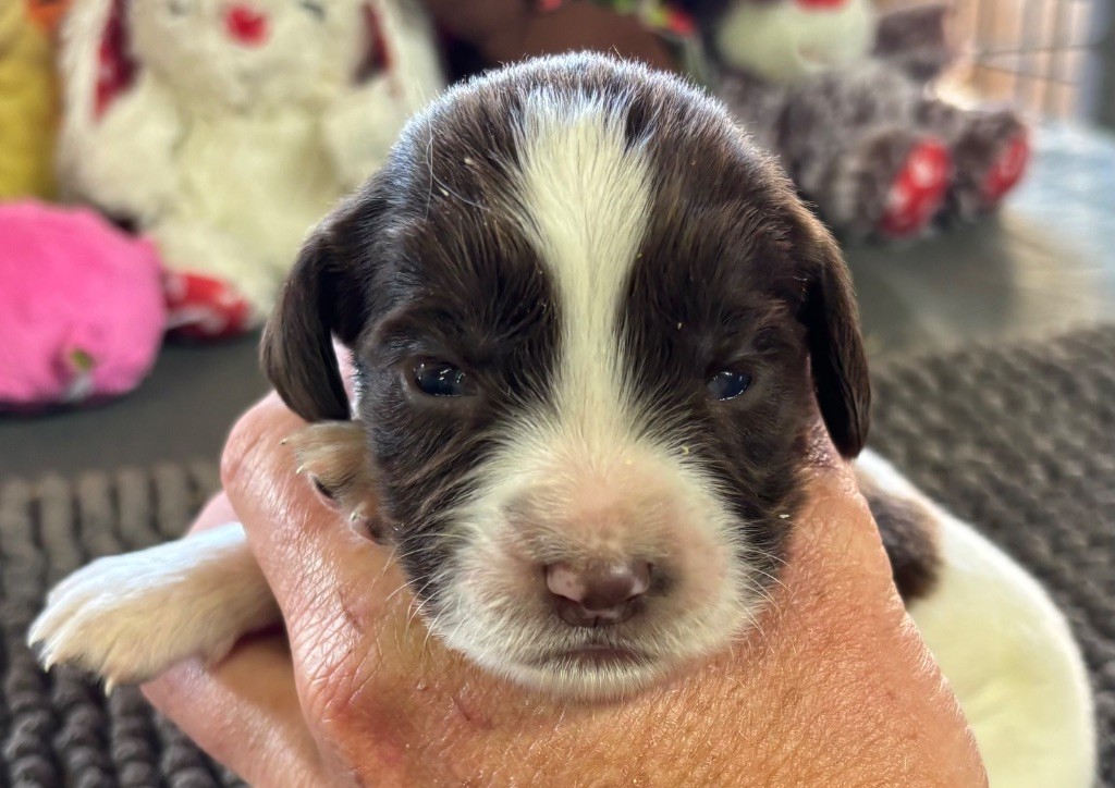 des Etangs de Dame Blanche - Chiots disponibles - English Springer Spaniel