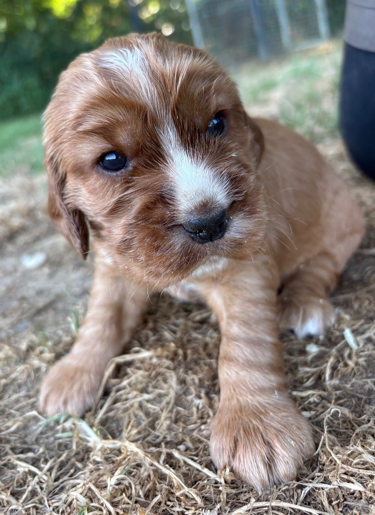 des Etangs de Dame Blanche - Chiots disponibles - Cocker Spaniel Anglais