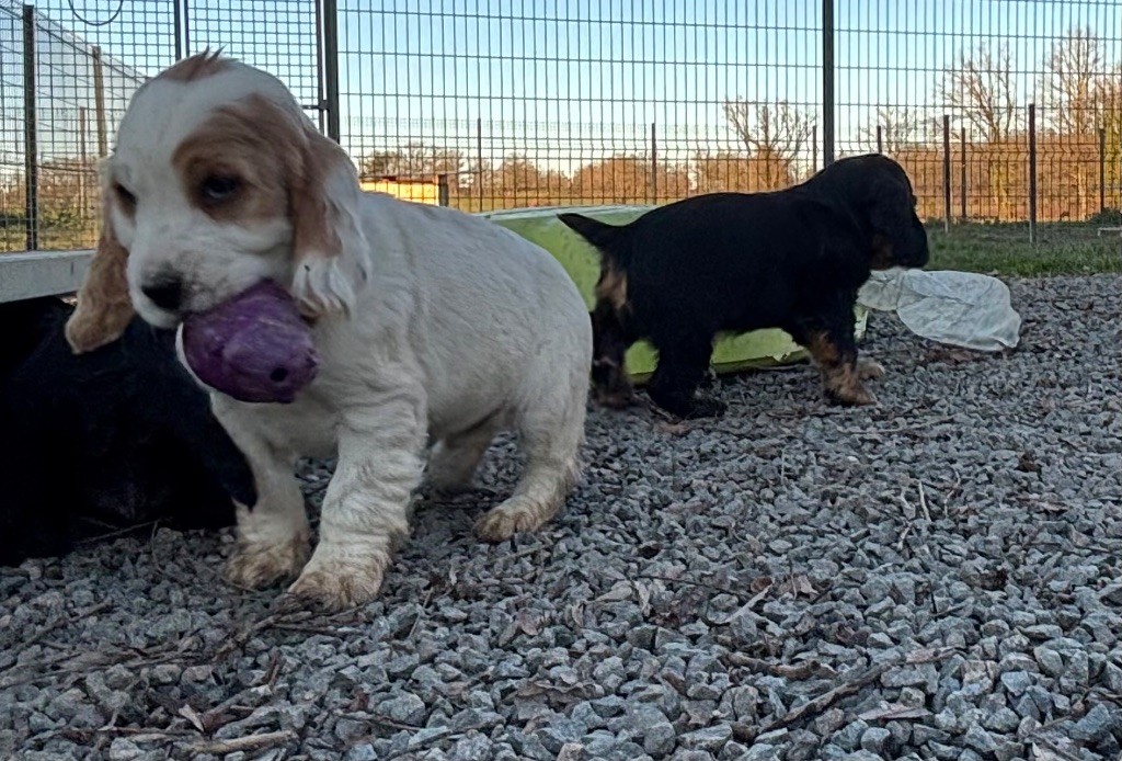 des Etangs de Dame Blanche - Chiots disponibles - Cocker Spaniel Anglais