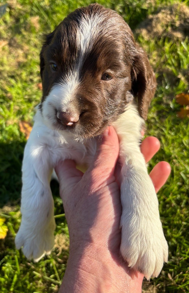 des Etangs de Dame Blanche - Chiots disponibles - English Springer Spaniel