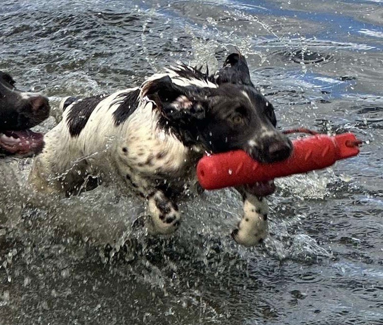 Chiot English Springer Spaniel des Etangs de Dame Blanche