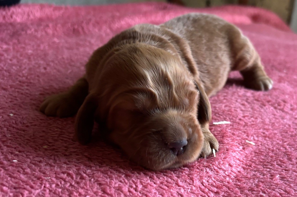 des Etangs de Dame Blanche - Chiots disponibles - Cocker Spaniel Anglais