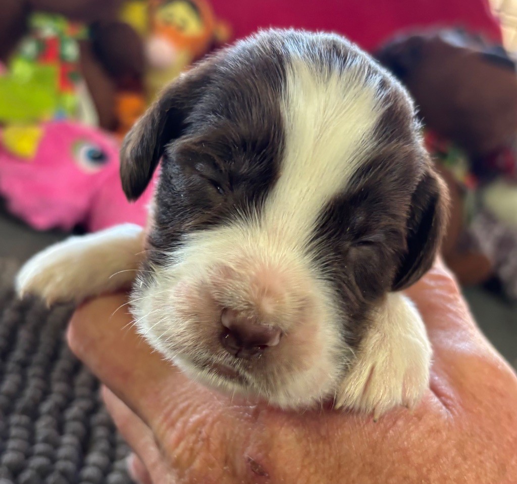 des Etangs de Dame Blanche - Chiots disponibles - English Springer Spaniel