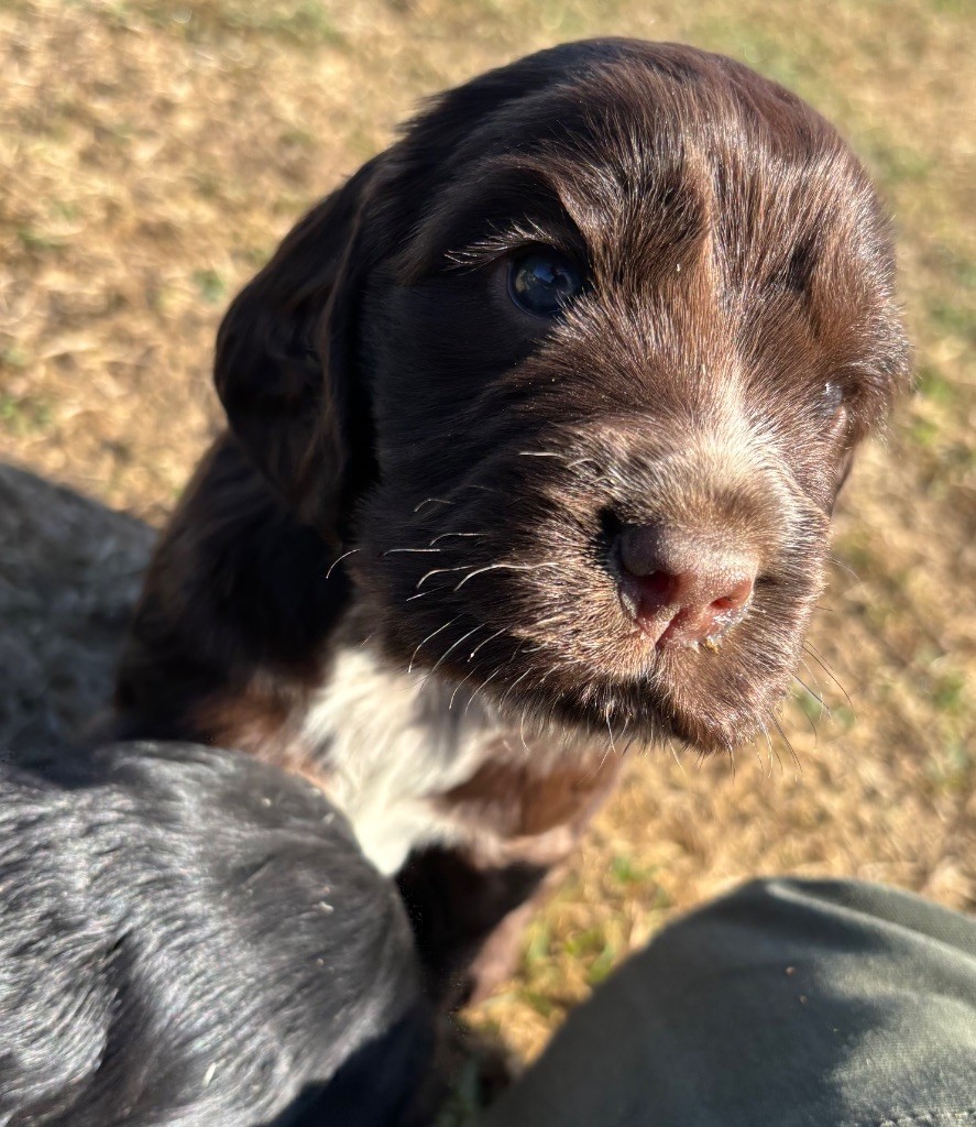 des Etangs de Dame Blanche - Chiots disponibles - Cocker Spaniel Anglais