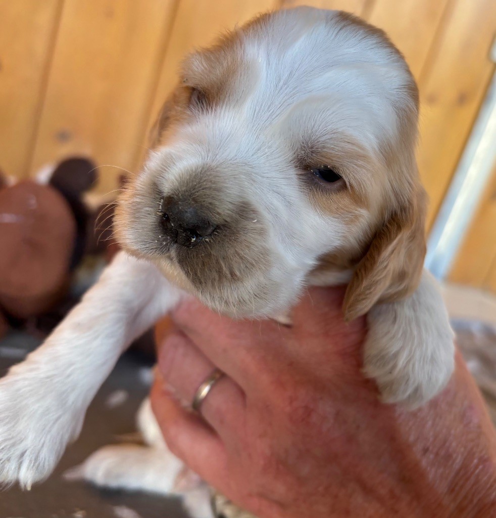 des Etangs de Dame Blanche - Chiots disponibles - Cocker Spaniel Anglais