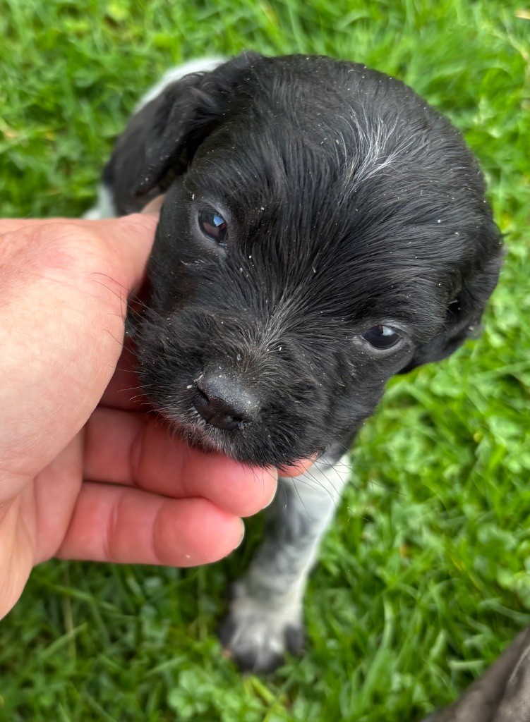 des Etangs de Dame Blanche - Chiots disponibles - Epagneul Breton