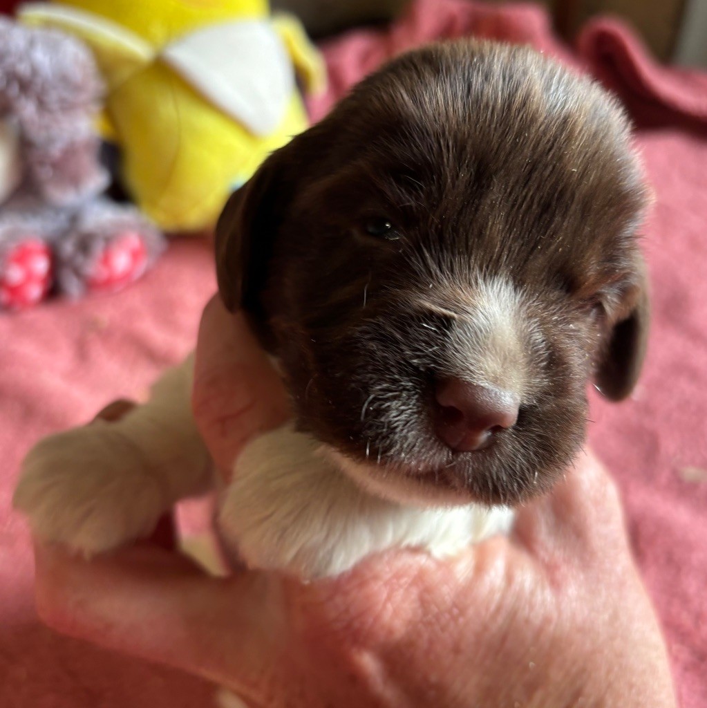 des Etangs de Dame Blanche - Chiots disponibles - English Springer Spaniel