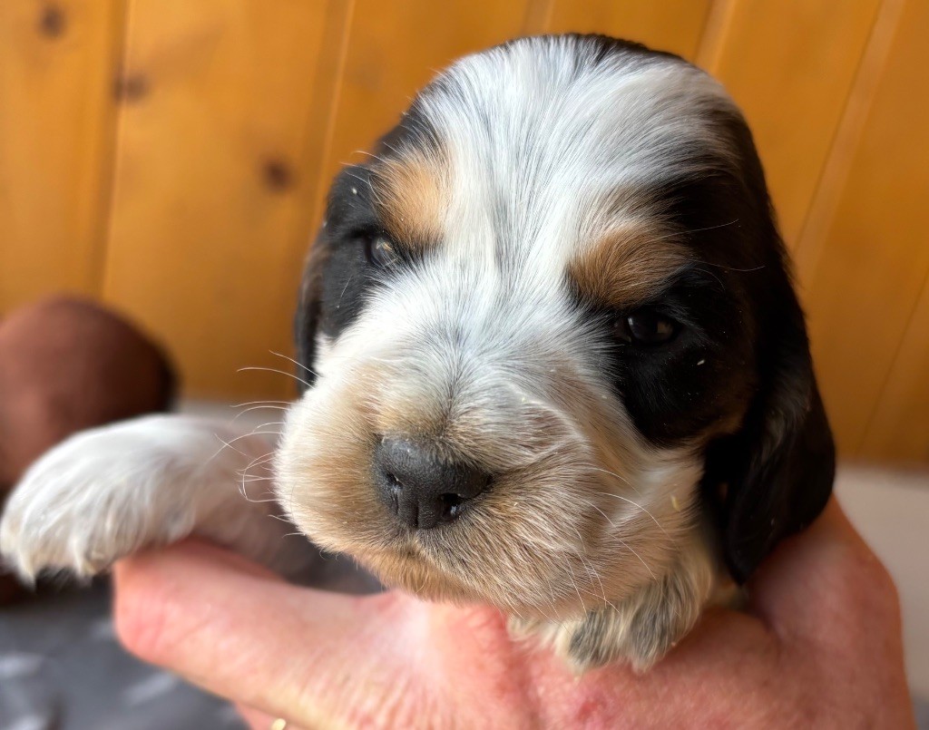 des Etangs de Dame Blanche - Chiots disponibles - Cocker Spaniel Anglais