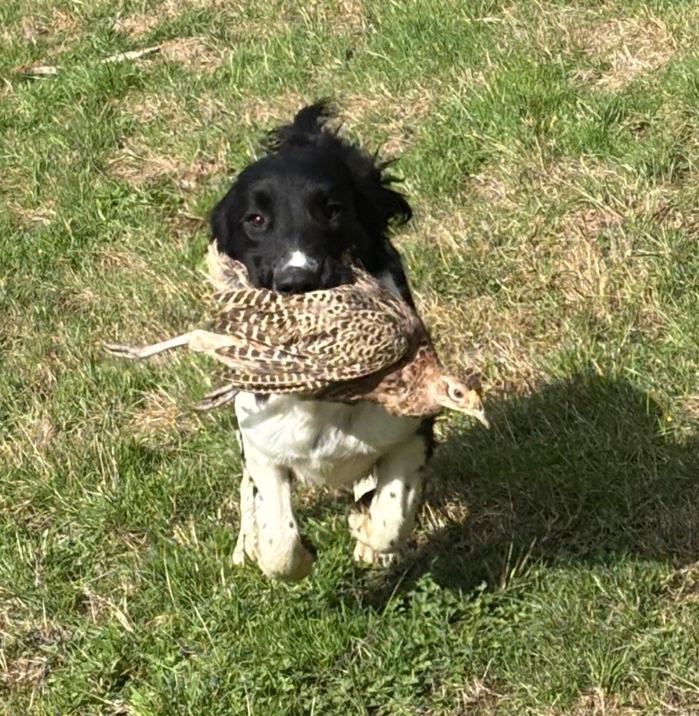 des Etangs de Dame Blanche - Chiots disponibles - English Springer Spaniel