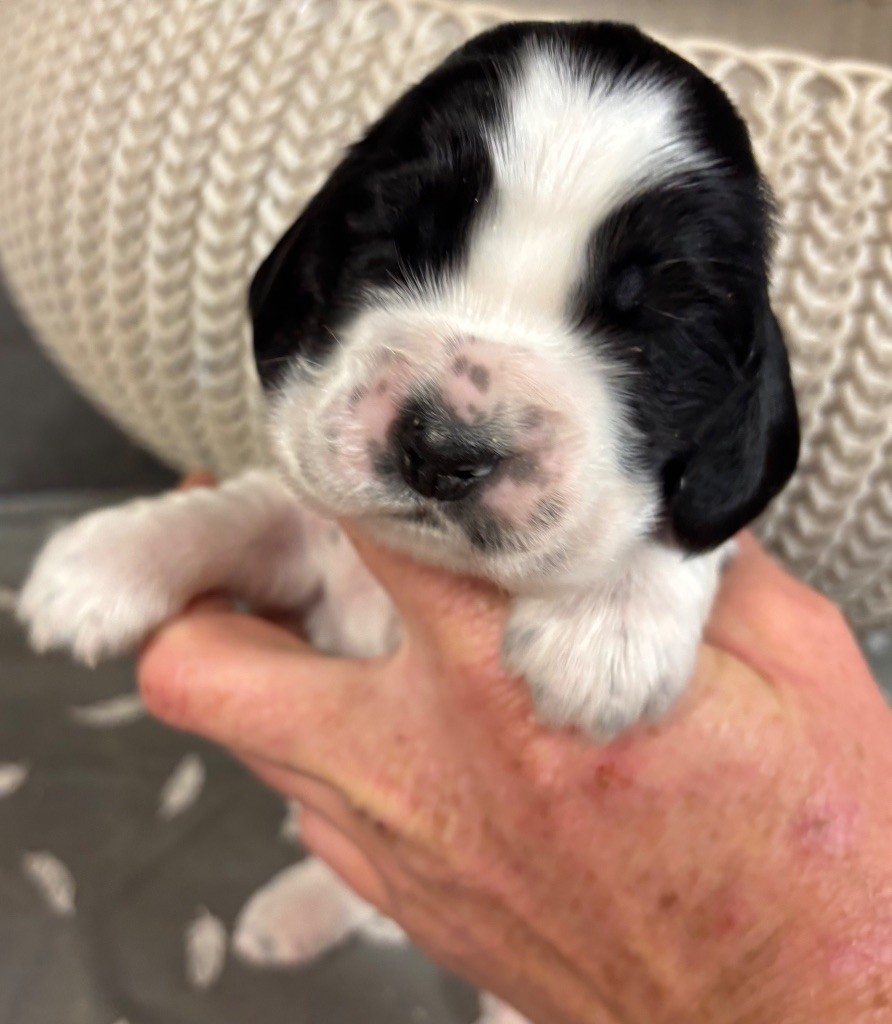 des Etangs de Dame Blanche - Chiots disponibles - Cocker Spaniel Anglais