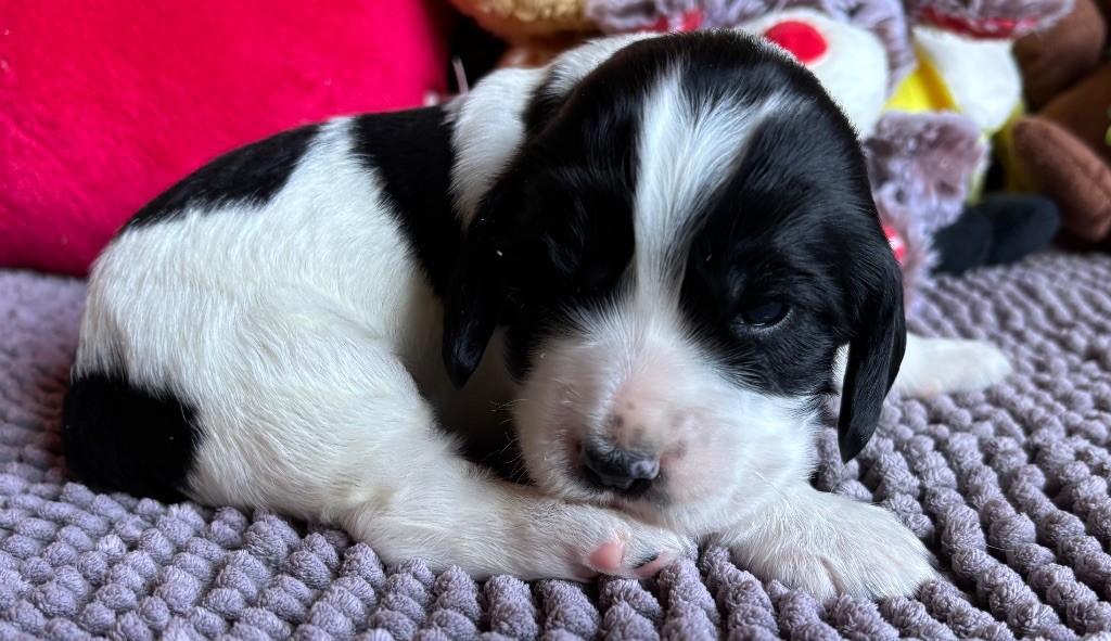 des Etangs de Dame Blanche - Chiots disponibles - Cocker Spaniel Anglais