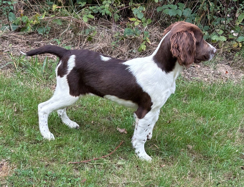 des Etangs de Dame Blanche - Chiots disponibles - English Springer Spaniel
