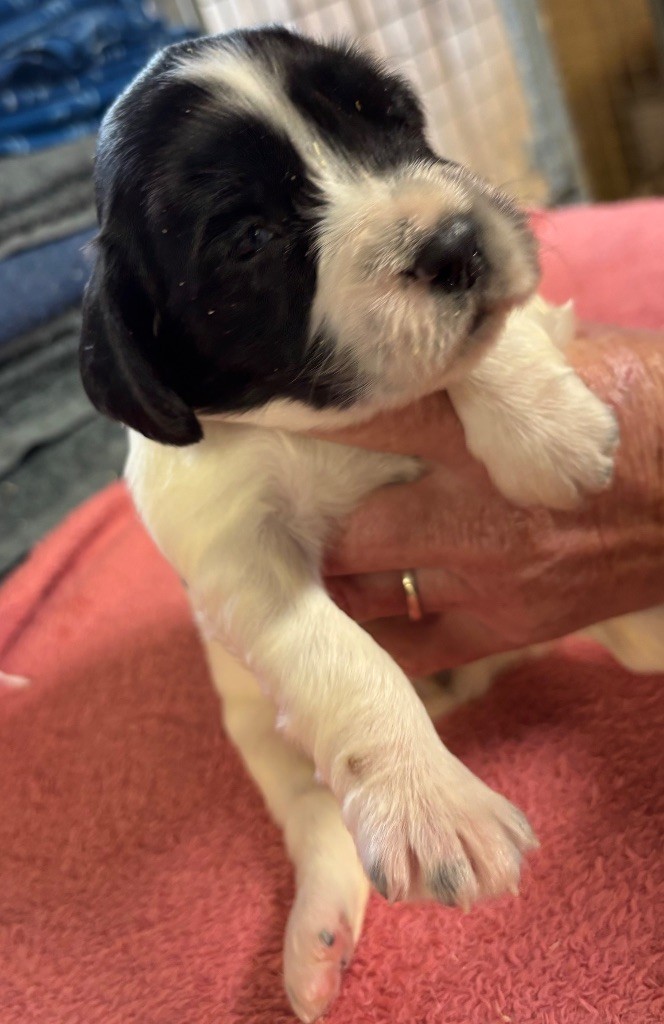 des Etangs de Dame Blanche - Chiots disponibles - English Springer Spaniel