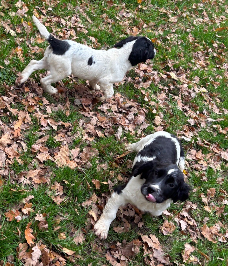 des Etangs de Dame Blanche - English Springer Spaniel - Portée née le 20/08/2025